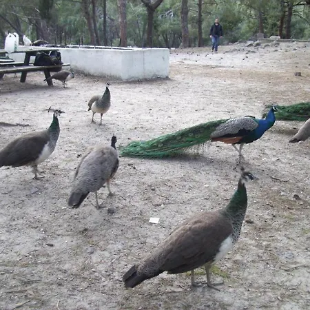 Your Second 2 Kámpos