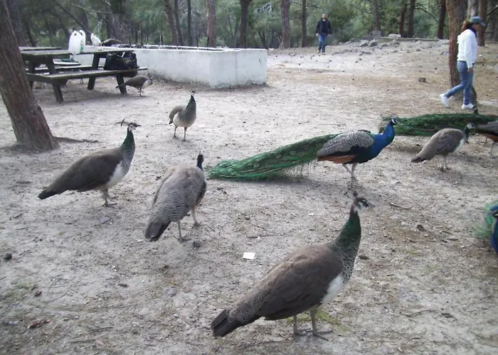 Your Second 2 Kámpos